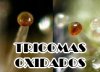 TRICOMAS-OXIDADOS.jpg