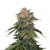 Lareira-s1-510x510.jpg