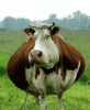 fat-cow.gif