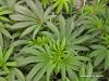 Meringue-by-antonio-big-leaves-leafs-cannabis-weed-ganja.jpg