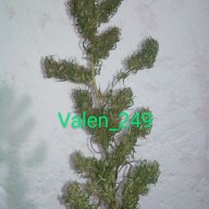 Valen_249
