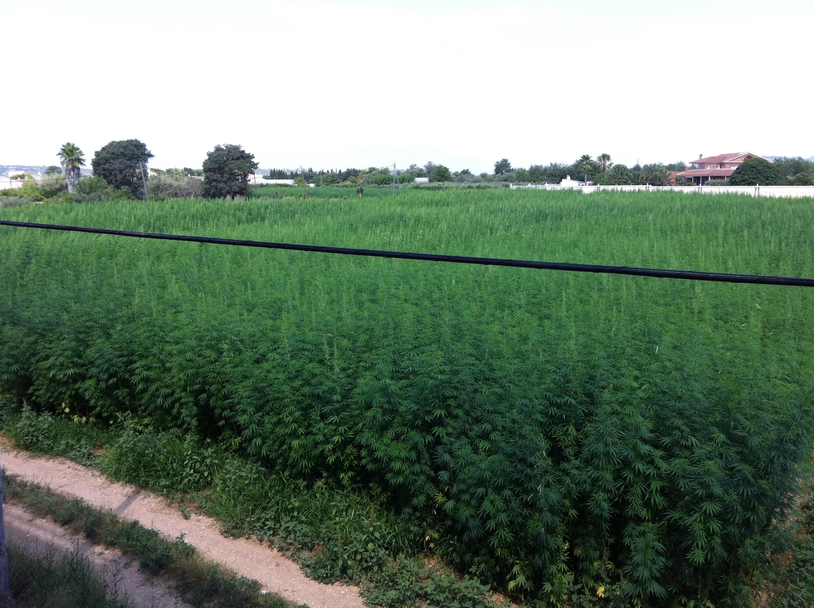 Plantaciones de cáñamo de Vitrovit en la costa este española