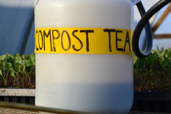 Compost-tea-2-250x167