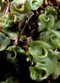 Las antiguas plantas hepaticofitas de Nueva Zelanda como esta pueden contener sustancias afines al THC (© Mr & Mrs Apteryx australis)