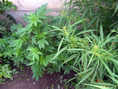 variedades sativa e indica. Foto cannabiscafé