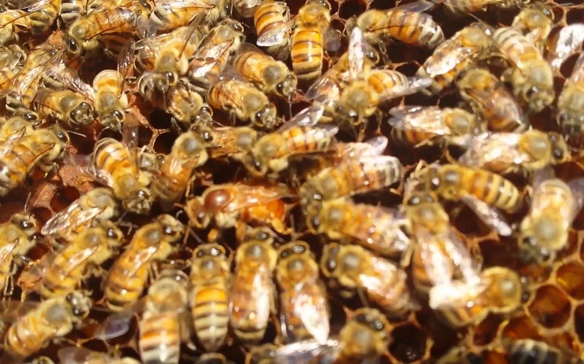 Gran Diversidad De Abejas En Los Cultivos De Cáñamo 3052