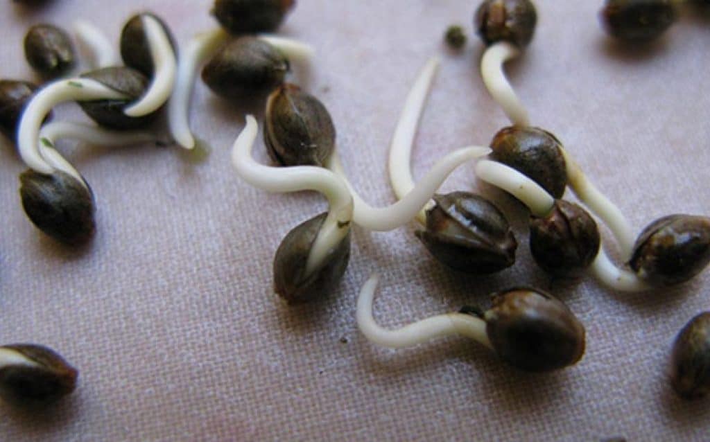 Mitos sobre la germinación de semillas de marihuana